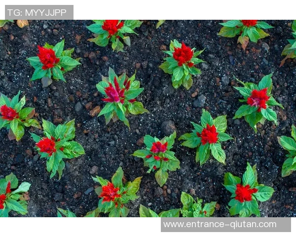 专访杨娜：探寻排球背后的成功秘诀与奋斗历程